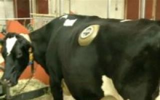Švýcarští farmáři vyřezávají kravám díry do boků