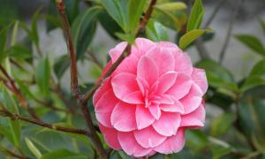 Camellia - namumulaklak na bushes ng tsaa