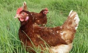 High-line csirkék: az otthoni termesztés jellemzői