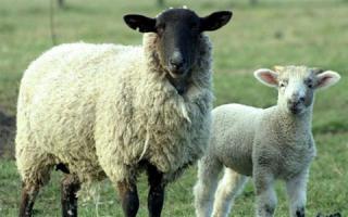Výklad snu o stříhání ovcí ve snu